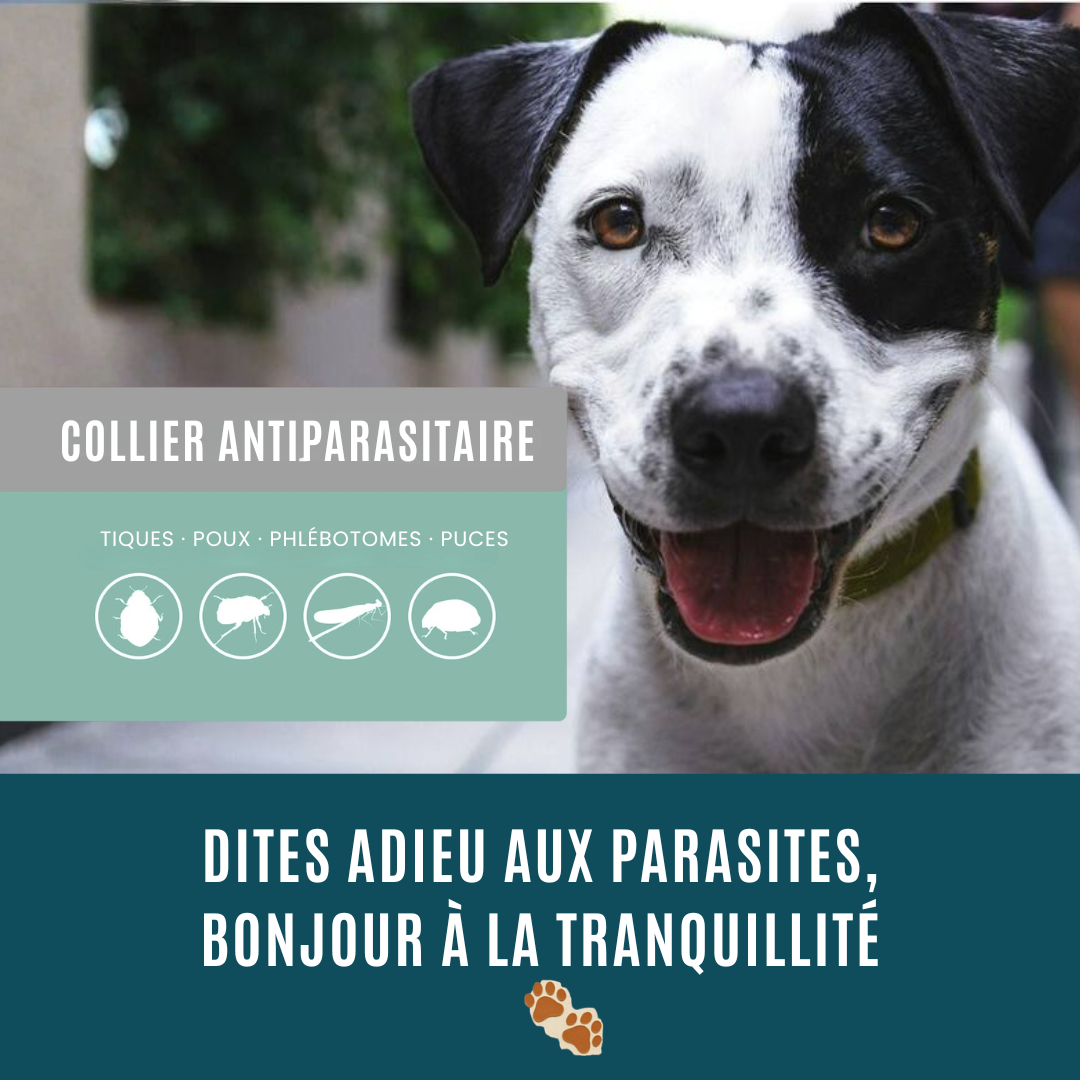 Collier antiparasitaire 100 % naturel