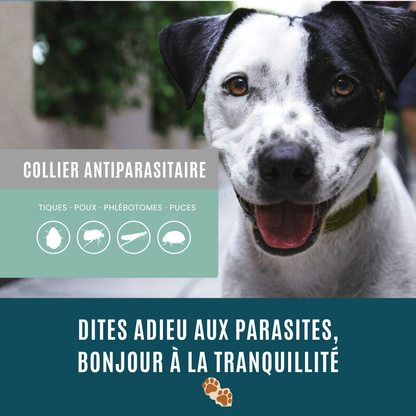 Collier antiparasitaire 100 % naturel